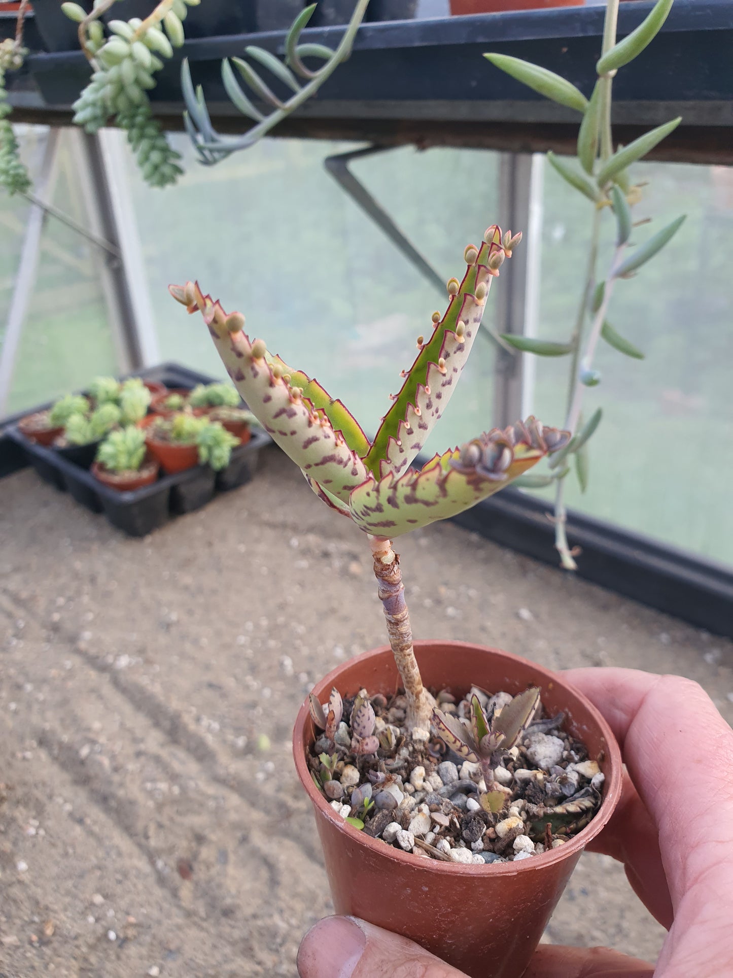 Kalanchoe daigremontiana (Mother of thousands) UK Grown