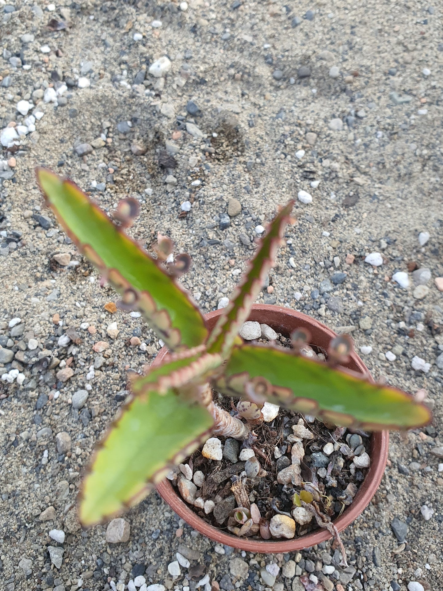 Kalanchoe daigremontiana (Mother of thousands) UK Grown