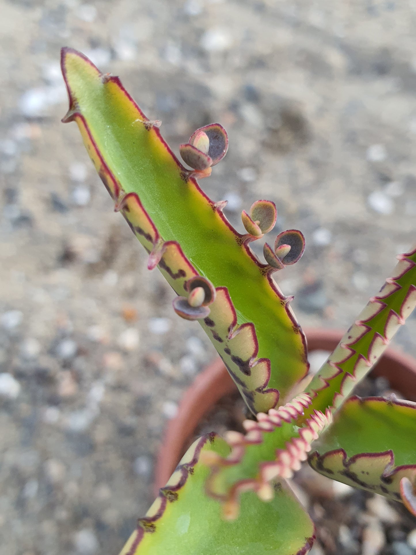 Kalanchoe daigremontiana (Mother of thousands) UK Grown