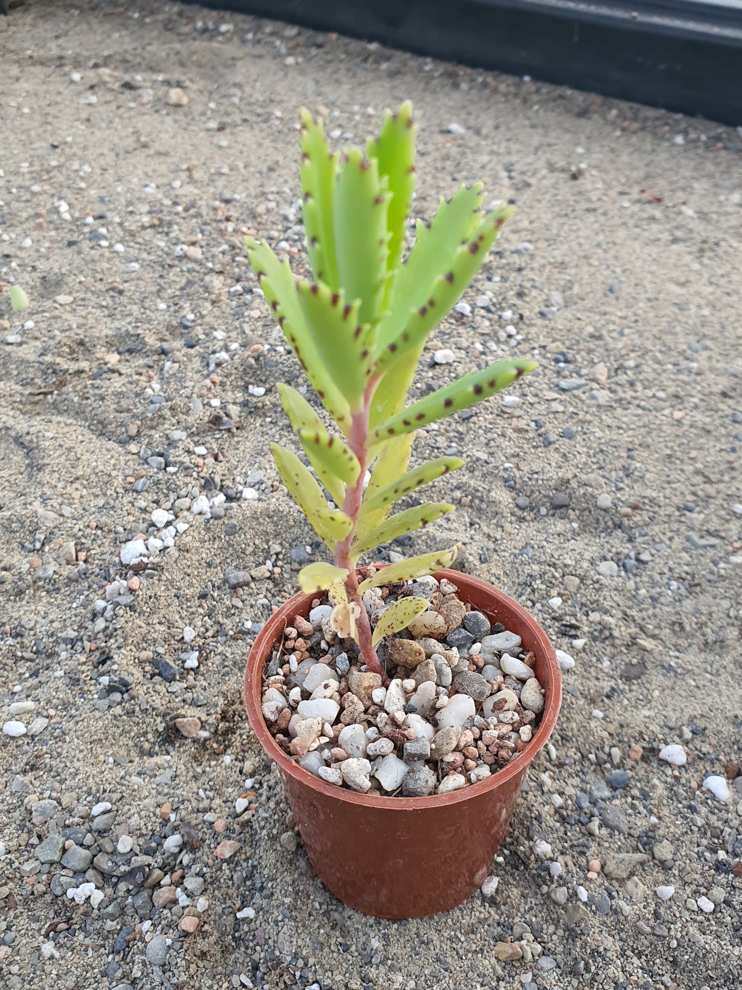 Kalanchoe tubiflora | Chandelier Plant | Mother of Millions