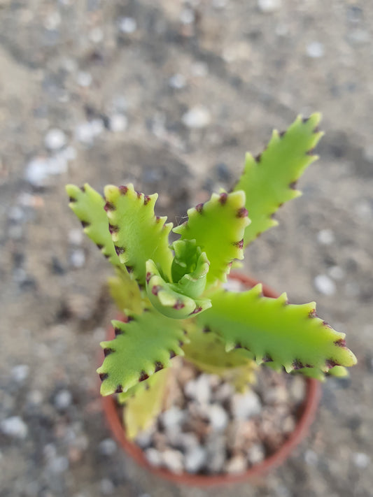 Kalanchoe tubiflora | Chandelier Plant | Mother of Millions
