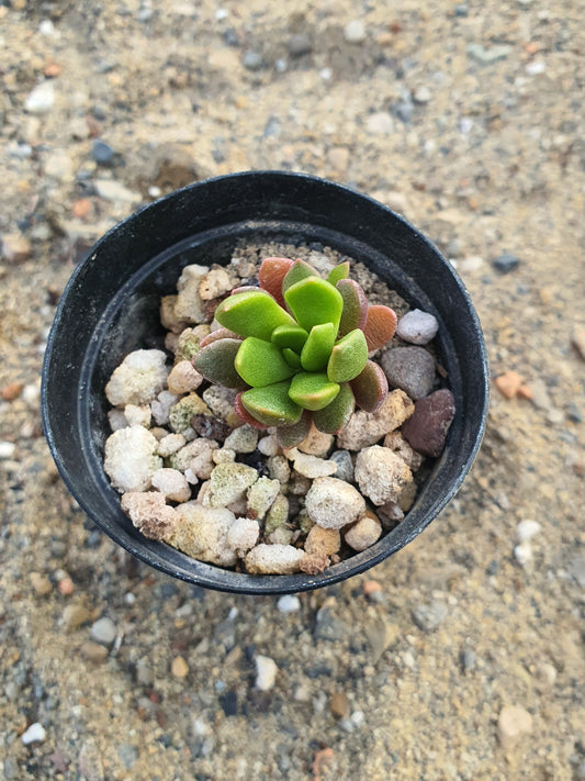 Anacampseros sp. Nova