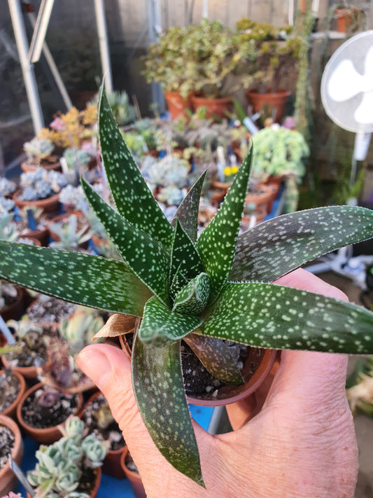 xGasteraloe beguinii | Lizard Tail | Succulent|