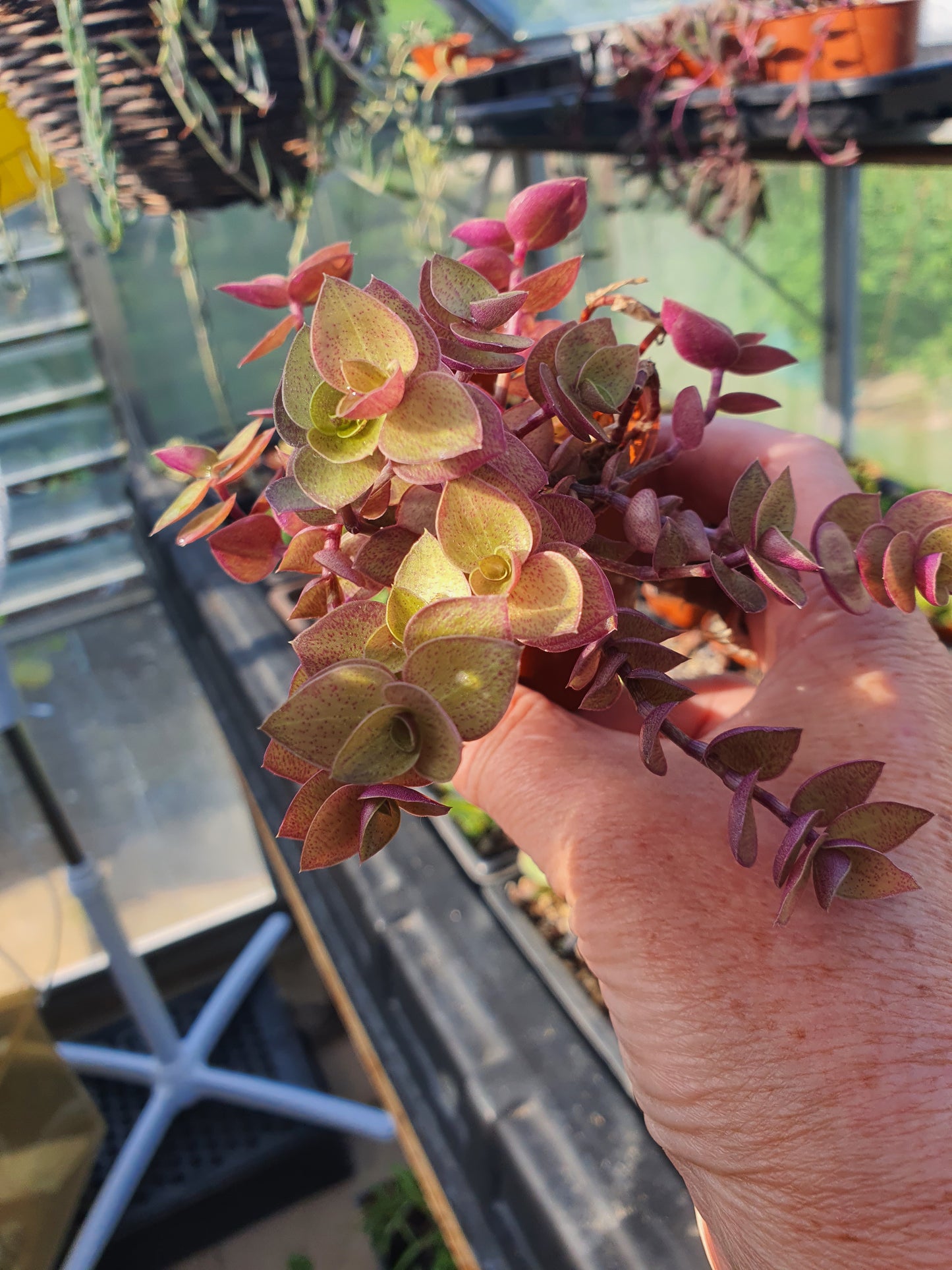 Callisia repens 'Gold' - Trailing - Turtle Vine
