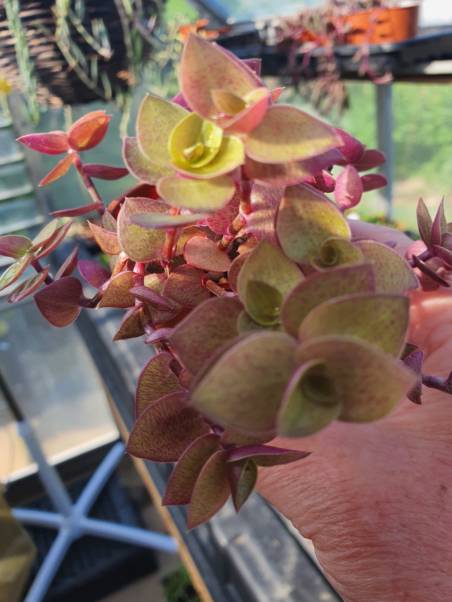 Callisia repens 'Gold' - Turtle Vine - Stem cuttings (x3)