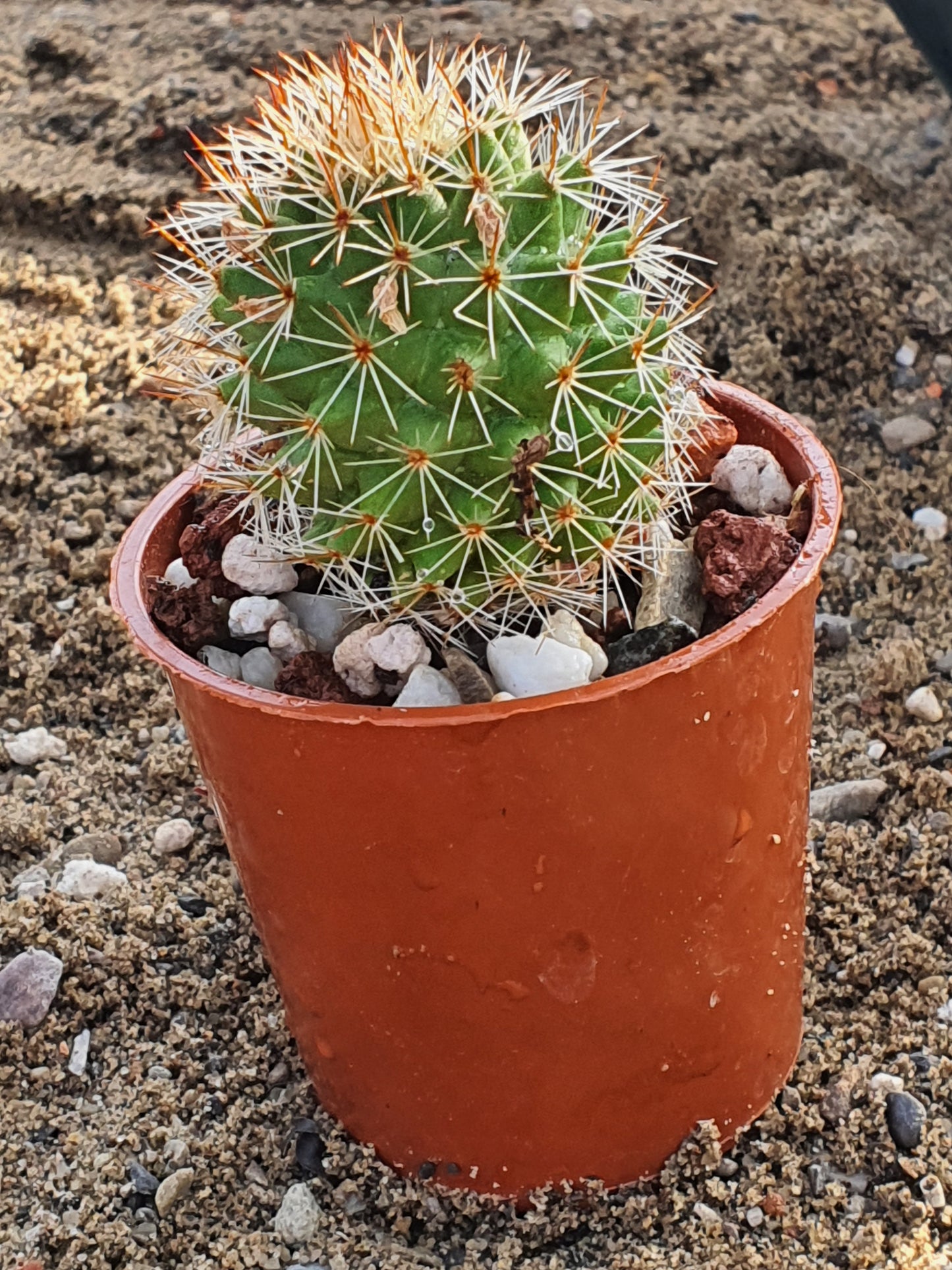 Mammillaria spinosissima | Spiny Pincushion Cactus |