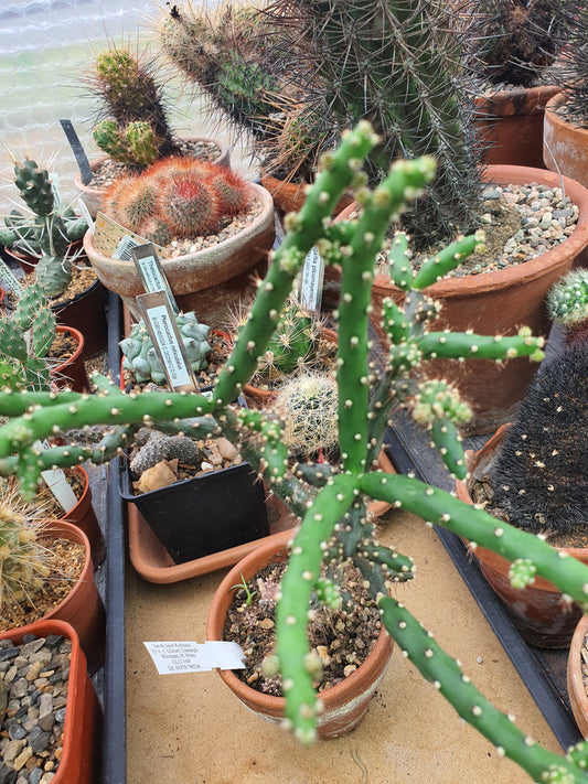 Optunia salmiana | Austrocylindropuntia | 🇬🇧 UK grown | Cacti