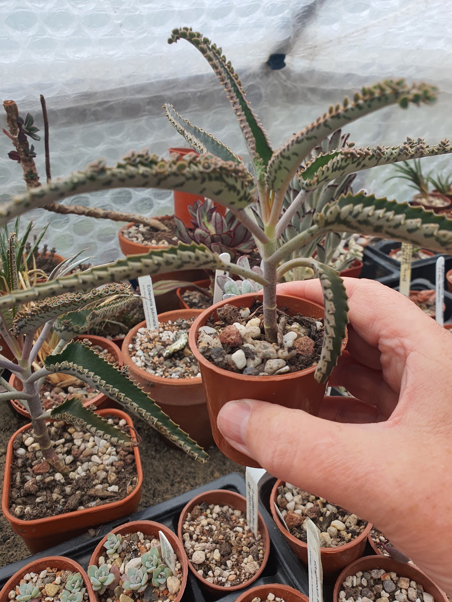 Kalanchoe 'Octopus' ( Mother of thousands 'Octopus' ) Rare - UK Grown
