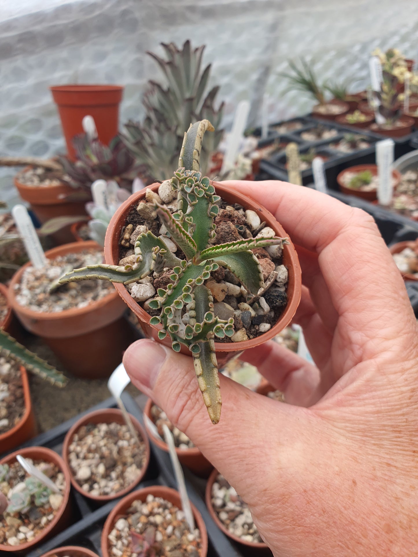 Kalanchoe 'Octopus' ( Mother of thousands 'Octopus' ) Rare - UK Grown