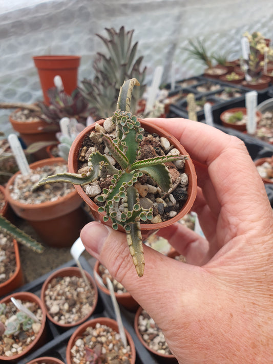 Kalanchoe 'Octopus' Rare ( Mother of thousands 'Octopus' ) - UK Grown