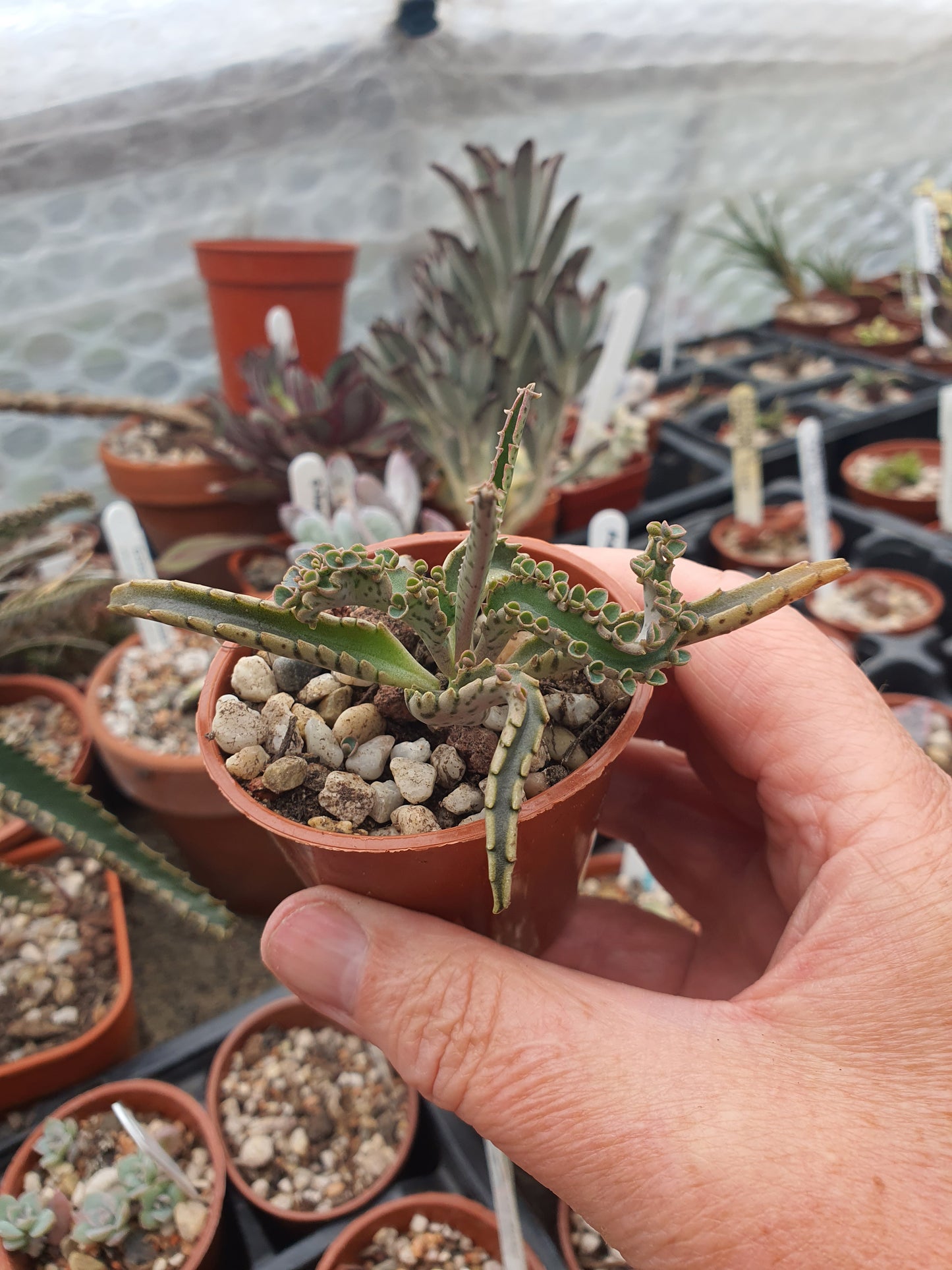 Kalanchoe 'Octopus' ( Mother of thousands 'Octopus' ) Rare - UK Grown