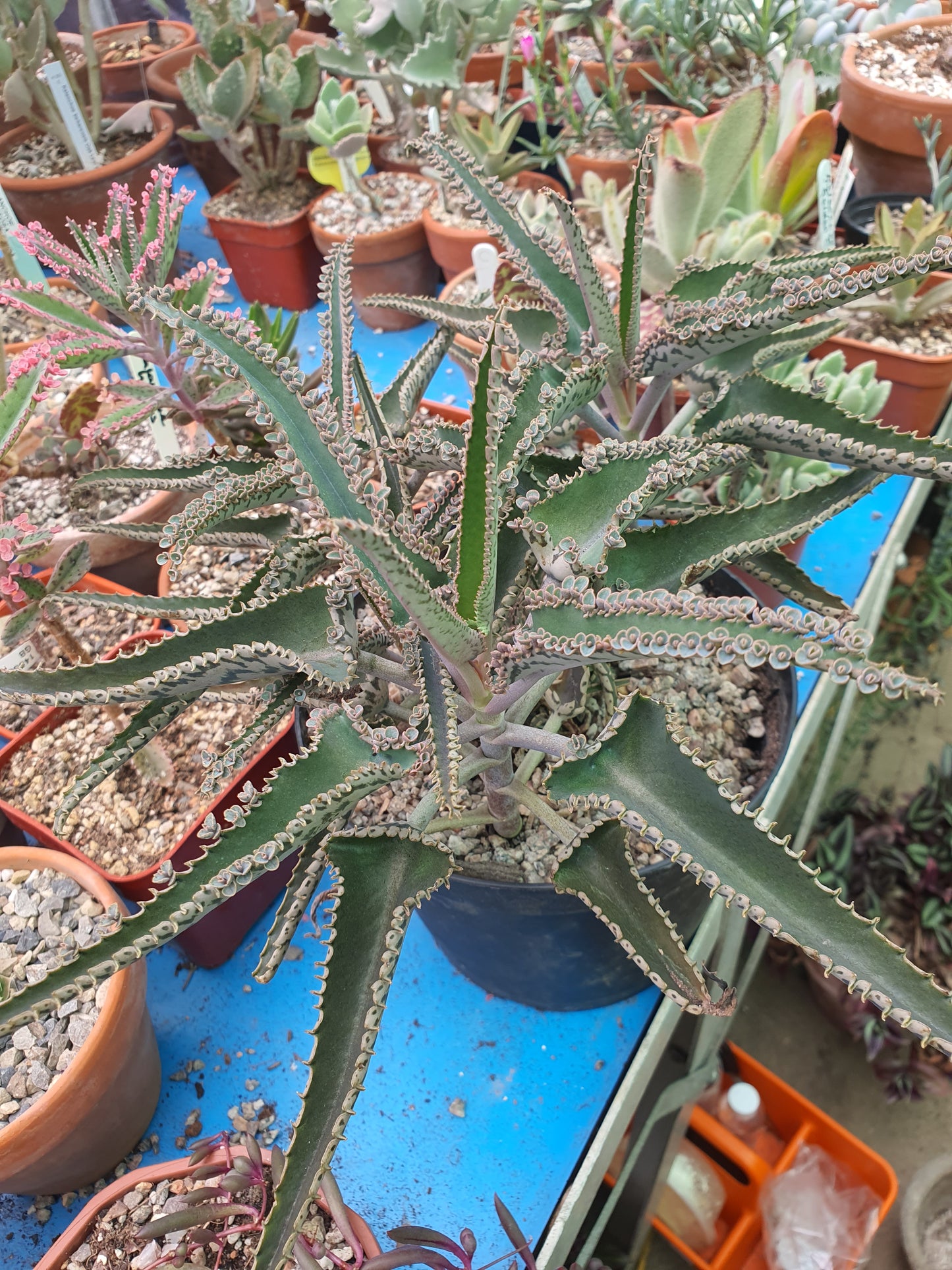 Kalanchoe 'Octopus' ( Mother of thousands 'Octopus' ) Rare - UK Grown