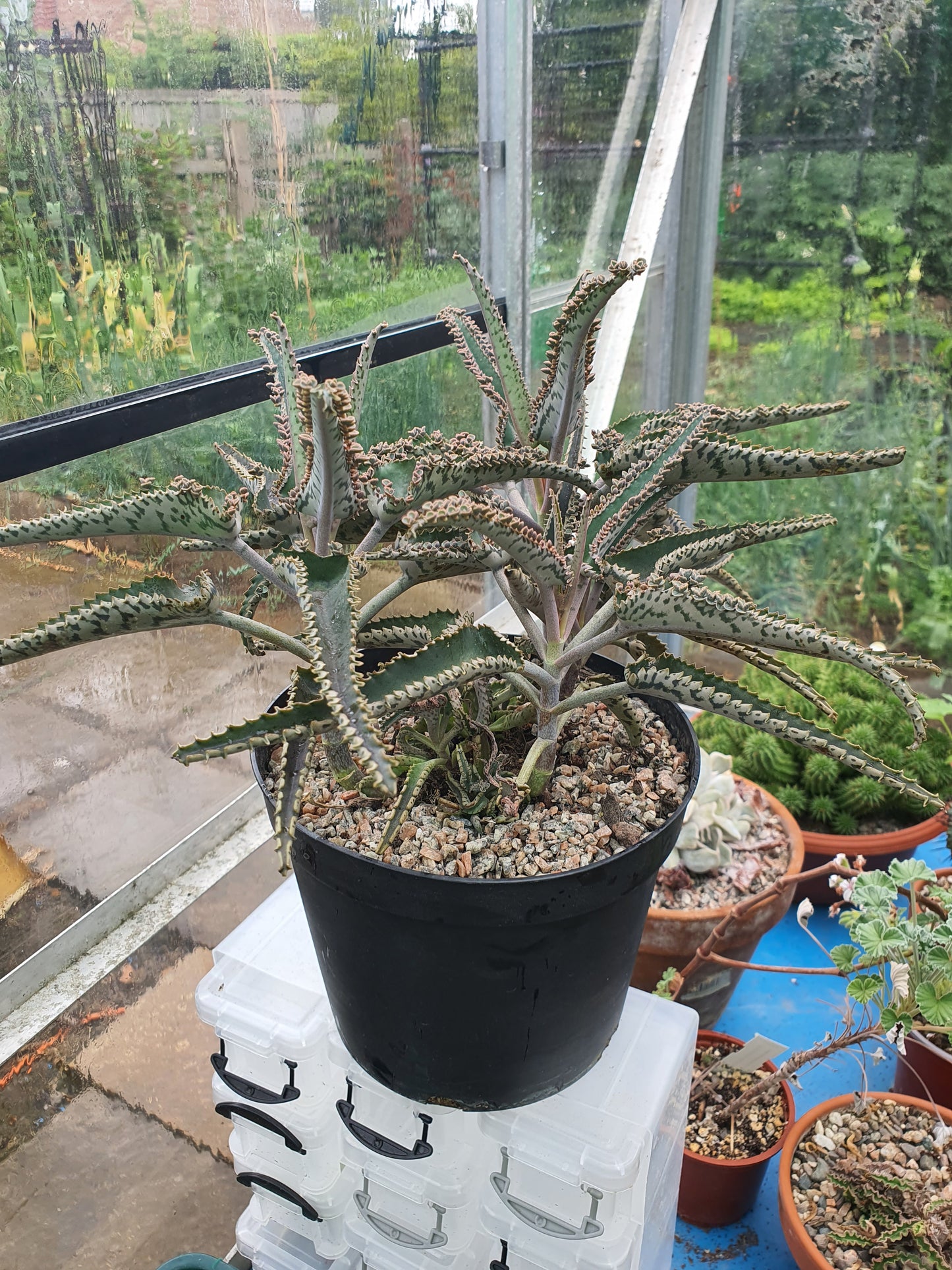 Kalanchoe 'Octopus' (Rare Mother of thousands 'Octopus' ) - UK grown houseplant - Barney Plants