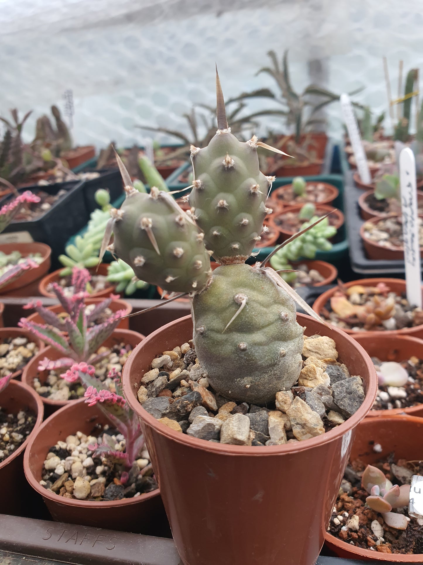 Tephrocactus articulatus Polycanthus | Paper spined cactus| 🇬🇧 UK grown