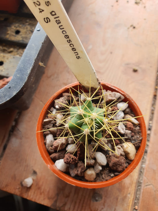 Ferocactus glaucescens | Blue Barrel Cactus | Glaucous Barrel Cactus | UK Grown