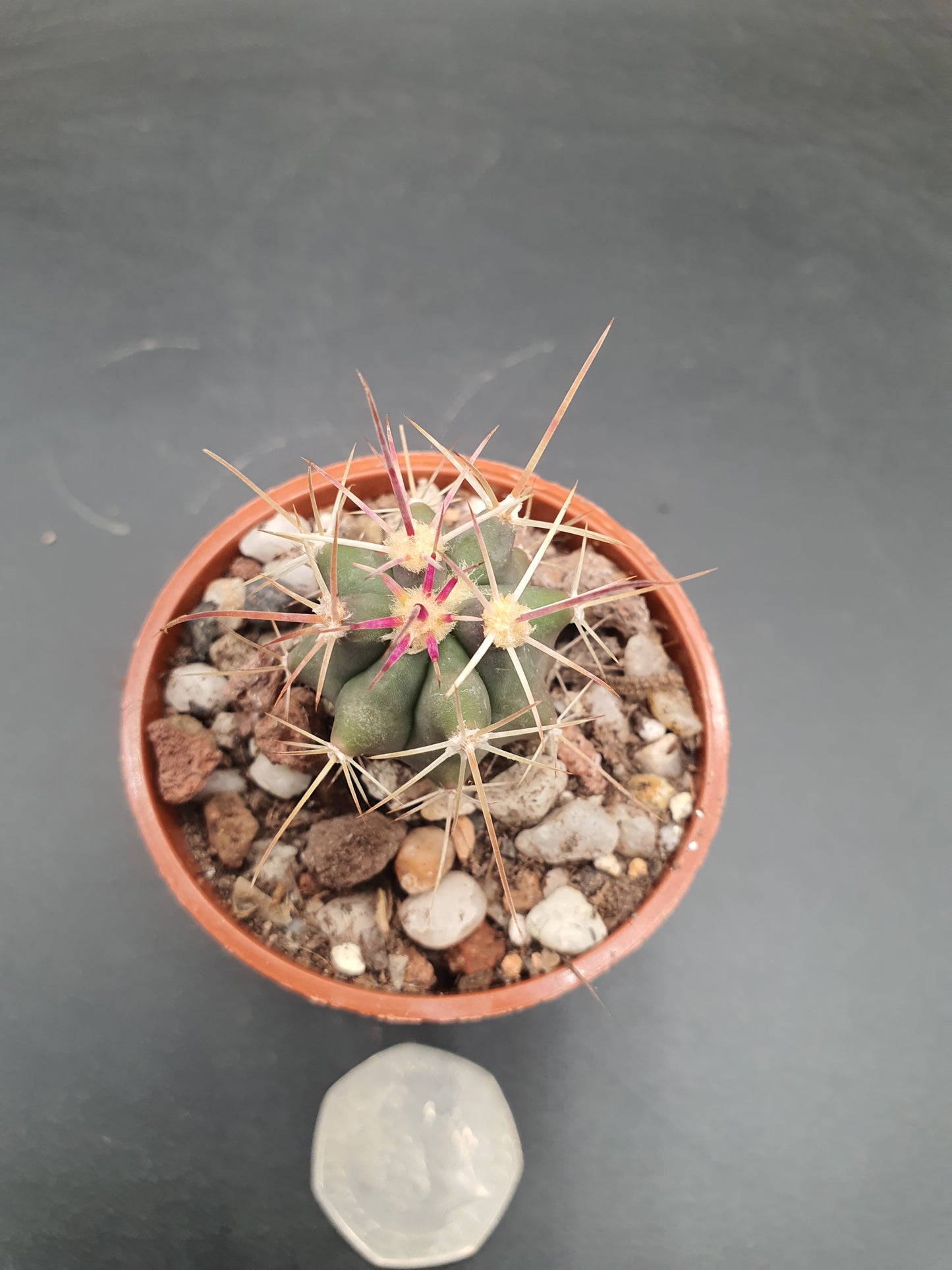 Ferocactus viridescens subs. orcuttii | Coast Barrel Cactus |