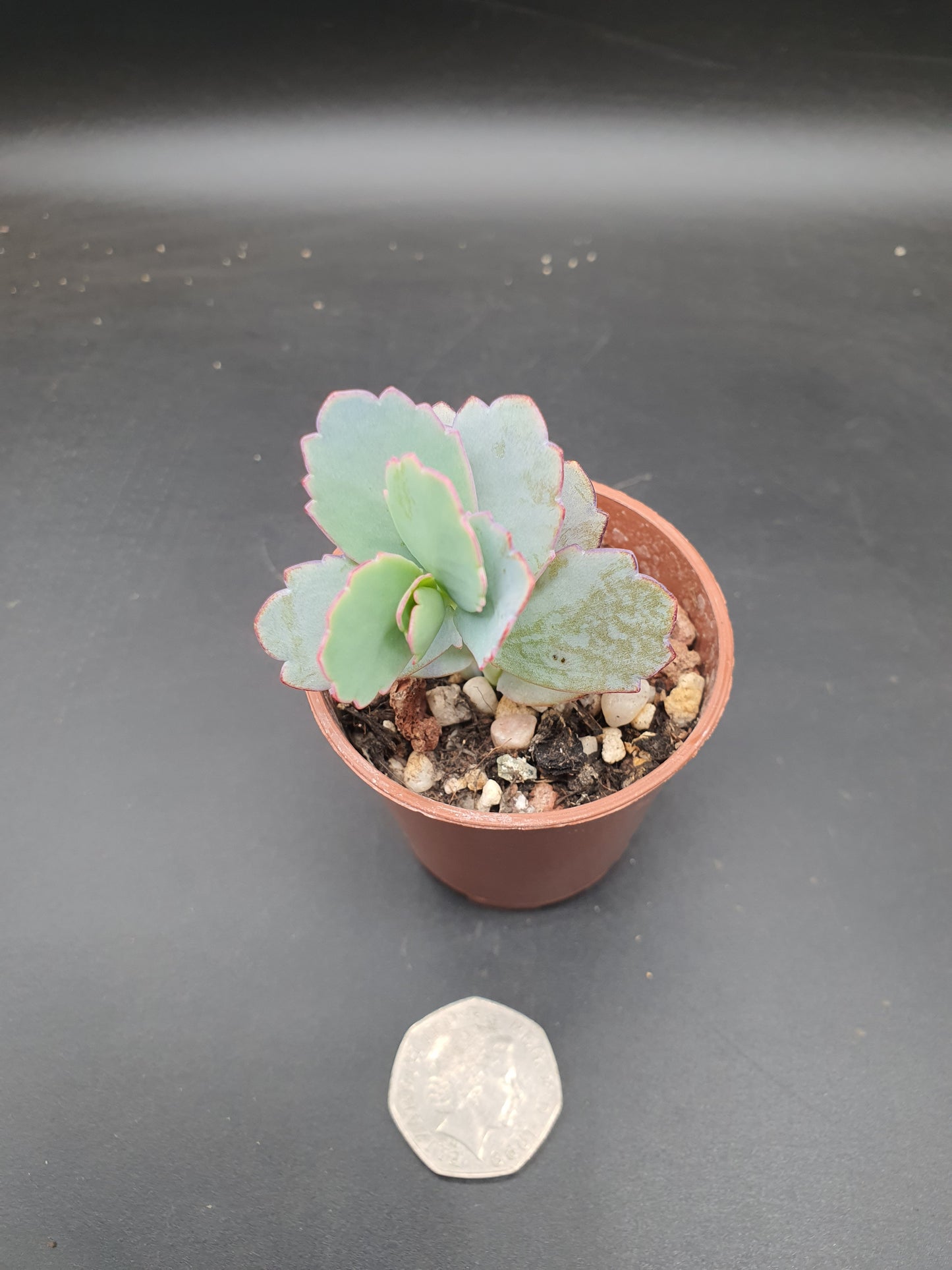 Kalanchoe fedtschenkoi | Lavender Scallops | Bryophyllum Fedtschenkoi