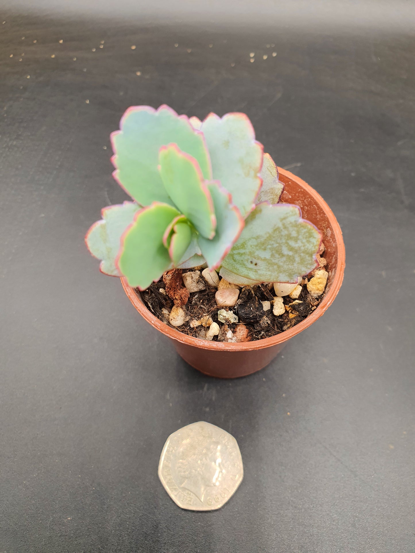 Kalanchoe fedtschenkoi | Lavender Scallops | Bryophyllum Fedtschenkoi