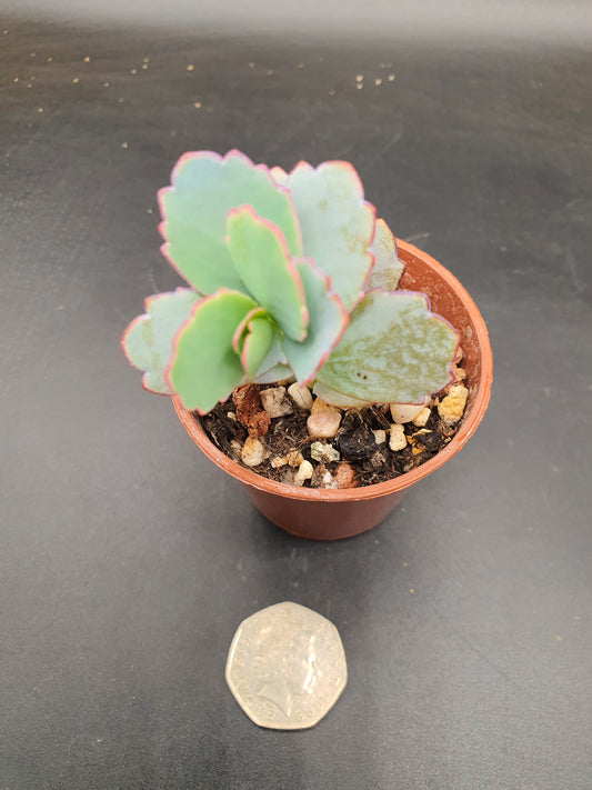 Kalanchoe  fedtschenkoi   Lilac  | Lavender Scallops | Bryophyllum Fedtschenkoi