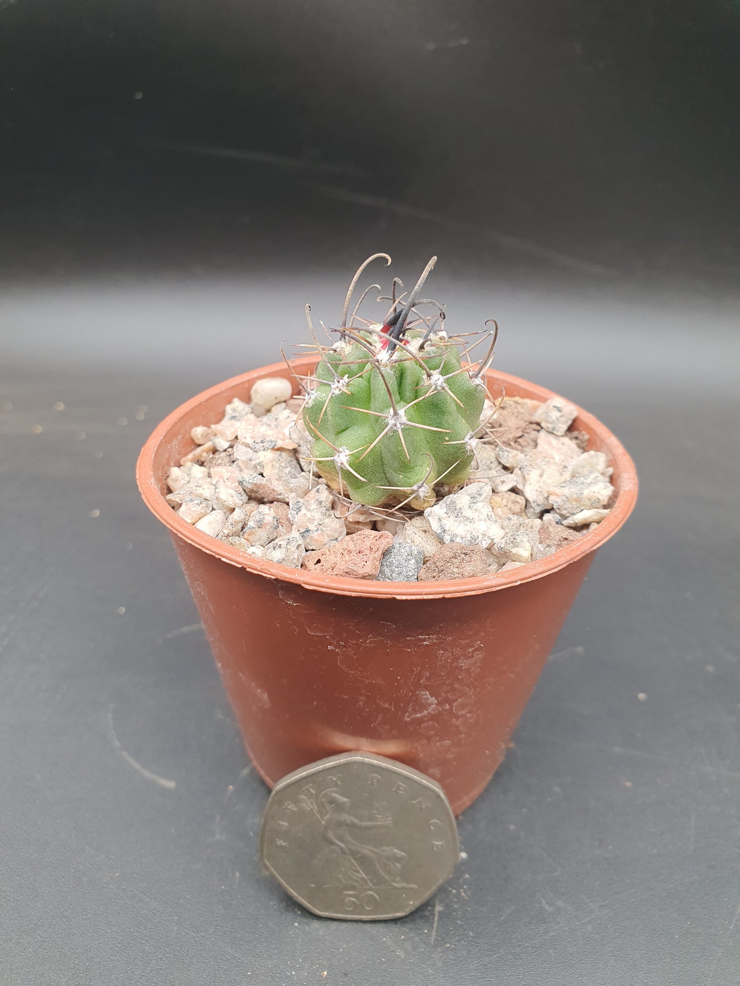 Echinopsis ferox | Lobivia ferox