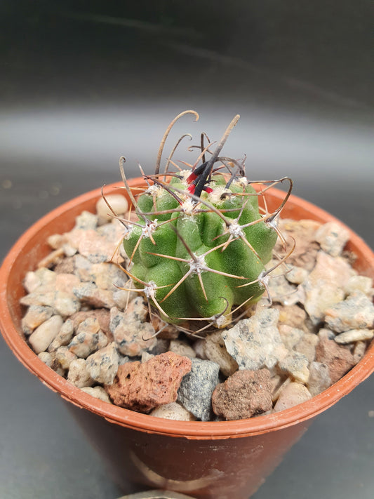 Echinopsis ferox | Lobivia ferox