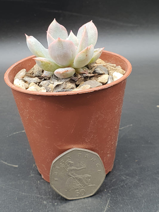 Echeveria desmetiana| 🇬🇧 UK Grown - UK grown houseplant - Barney Plants