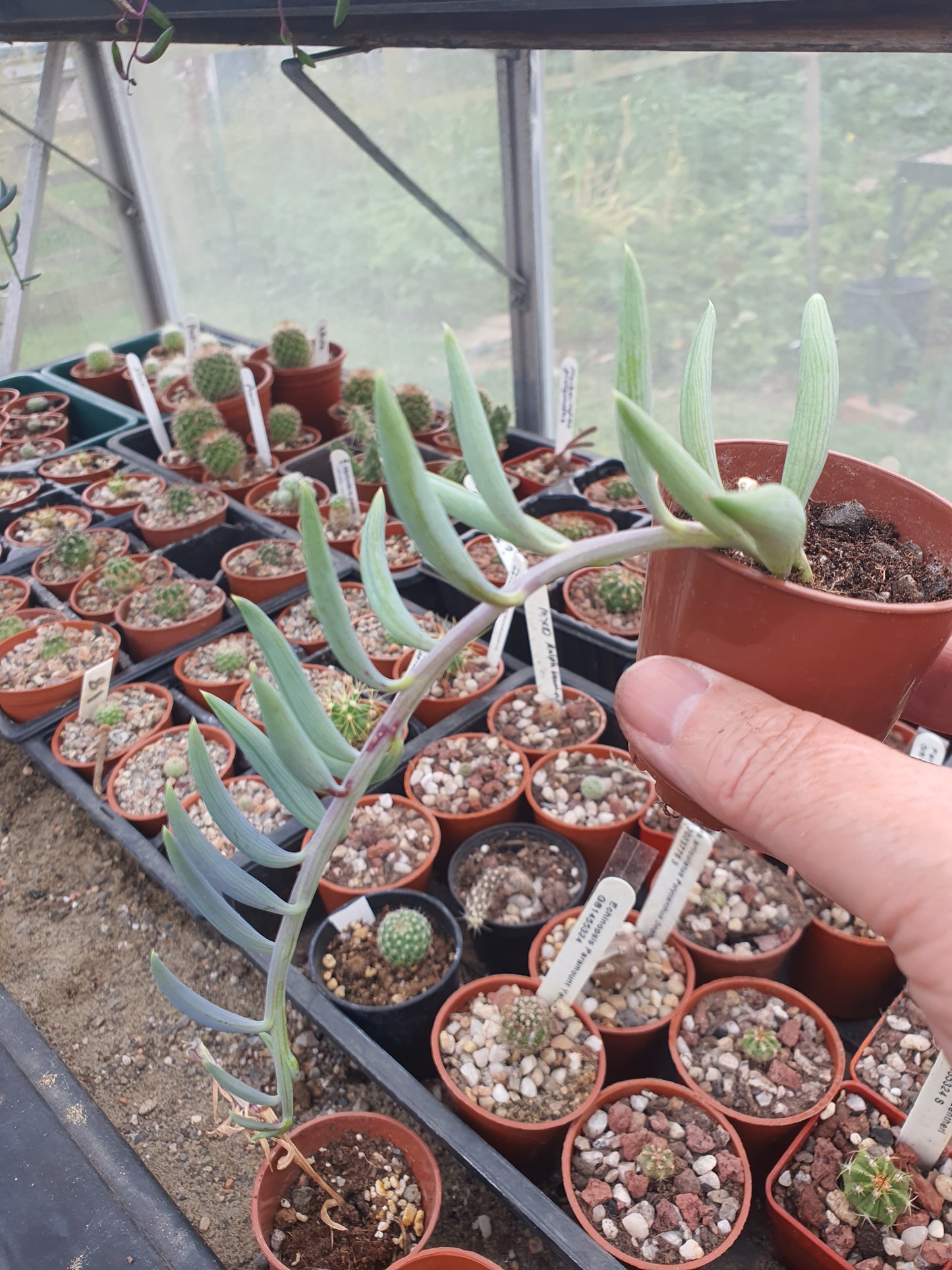 Senecio radicans - String of Bananas | UK Grown