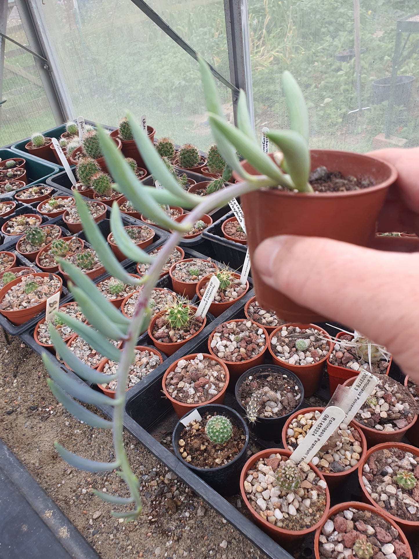 Senecio radicans - String of Bananas | UK Grown