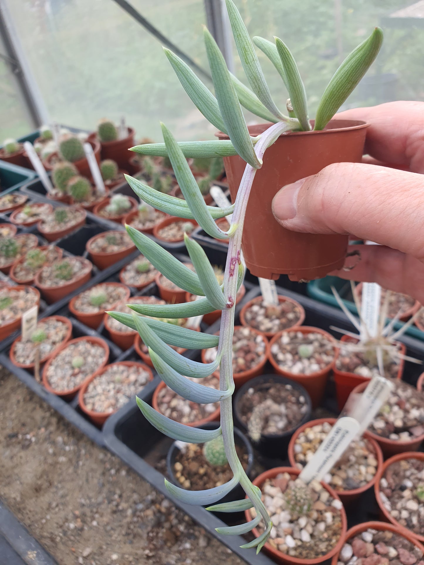 Senecio radicans - String of Bananas | UK Grown