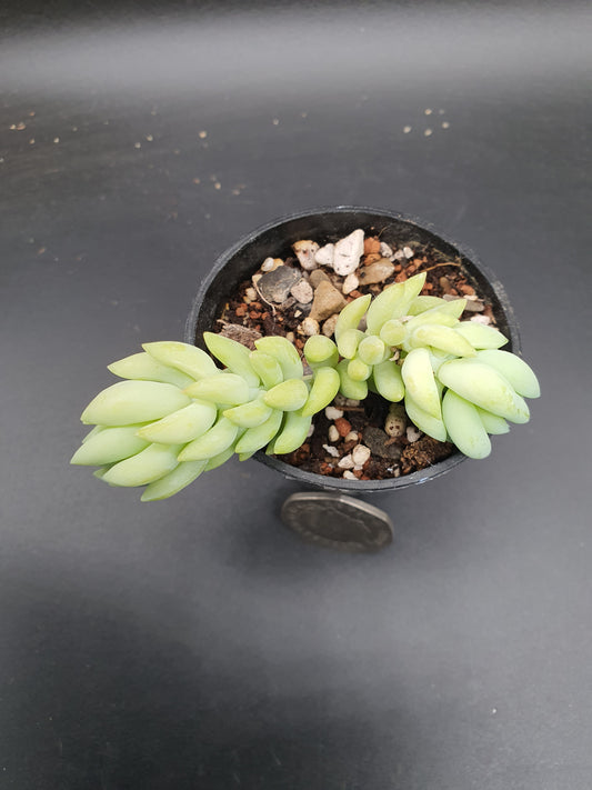 Sedum morganianum 'Burros Tails' | Donkey Tail |Plant - UK grown houseplant - Barney Plants