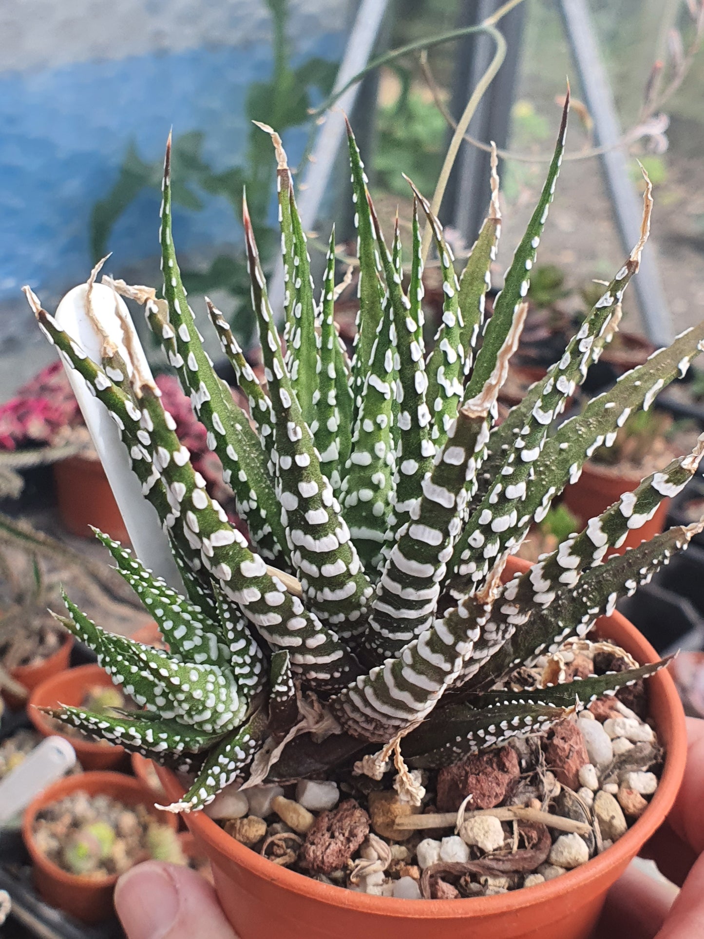 Haworthia 'Big Band' | Haworthiopsis fasciala 'Big Band' | Little Zebra Plant | UK Grown