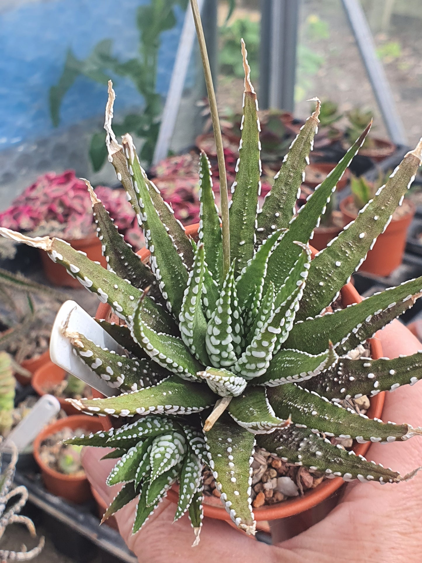 Haworthia 'Big Band' | Haworthiopsis fasciala 'Big Band' | Little Zebra Plant | UK Grown