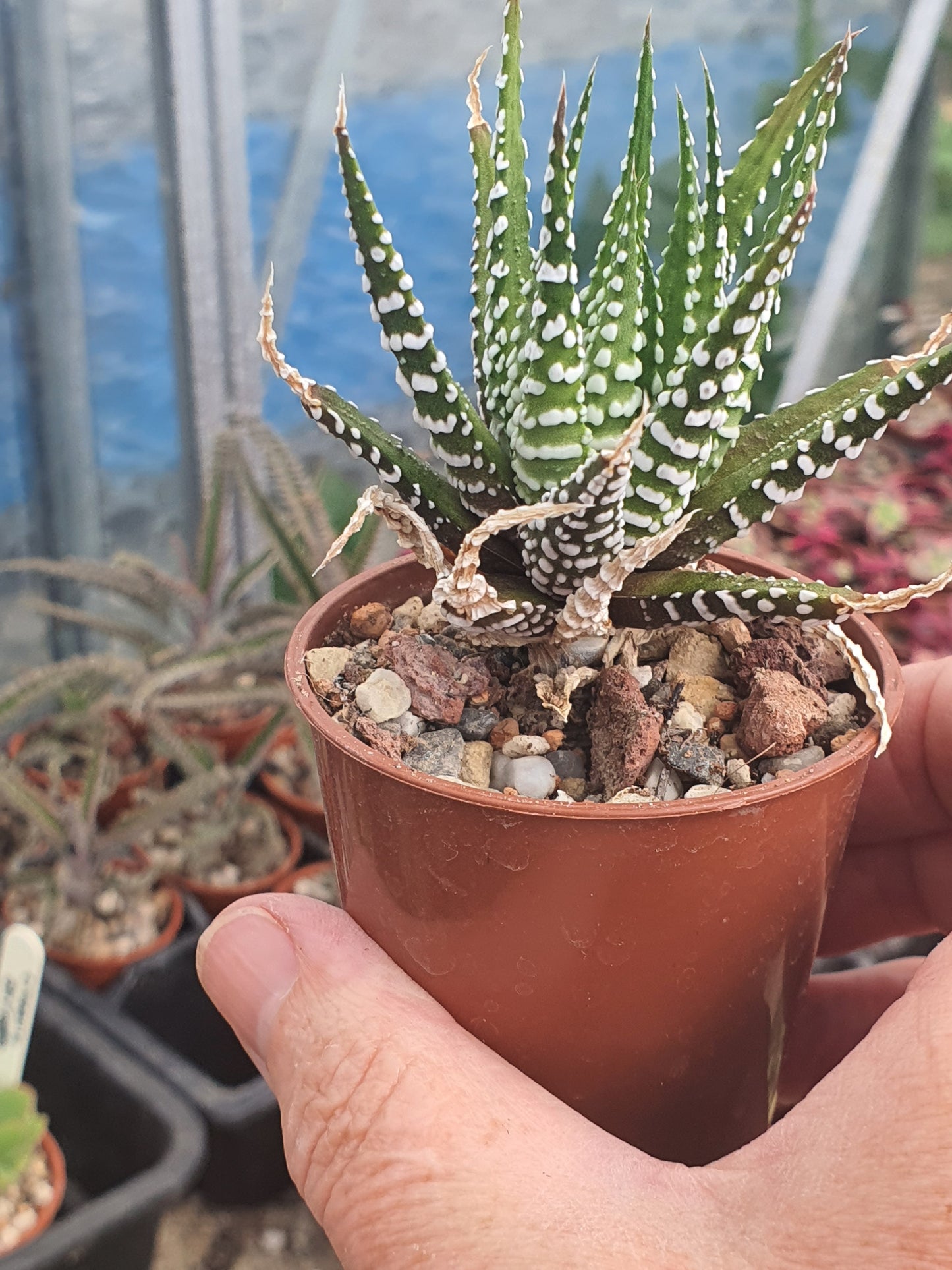 Haworthia 'Big Band' | Haworthiopsis fasciala 'Big Band' | Little Zebra Plant | UK Grown