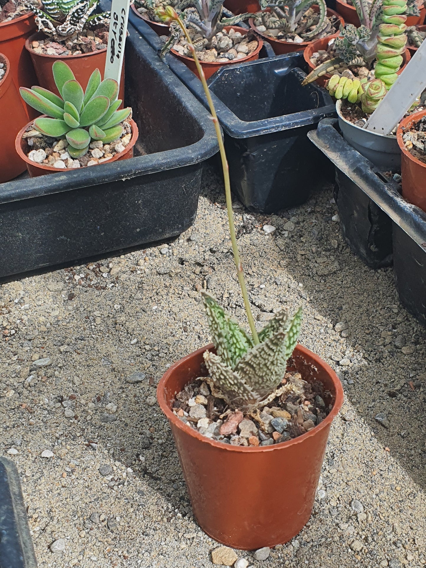 Aloe 'Sugar Crystal' | Hybrid Aloe