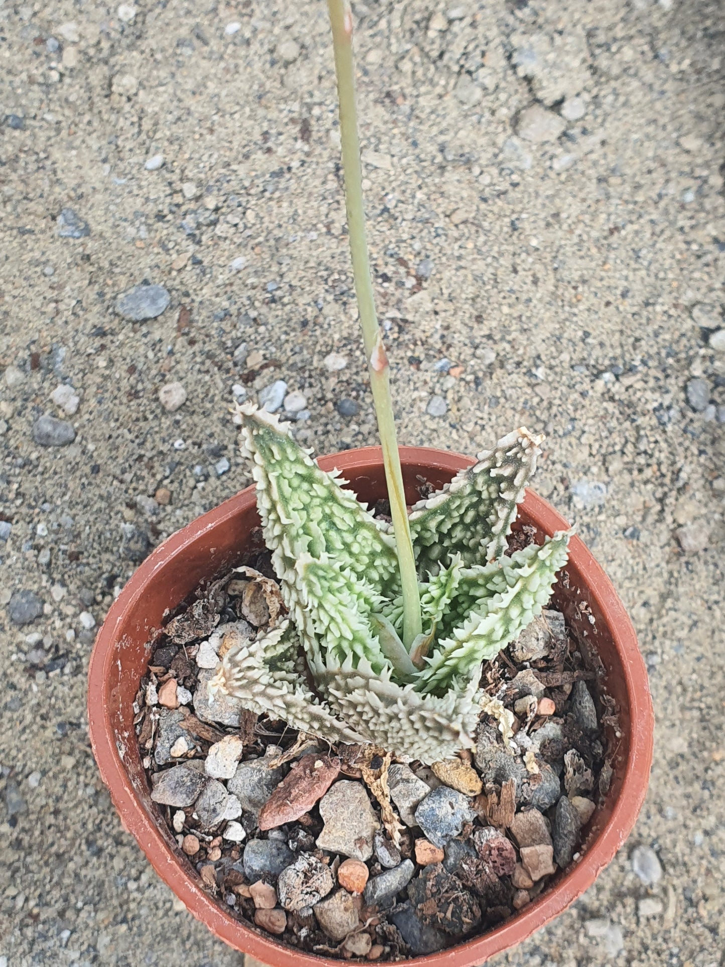Aloe 'Sugar Crystal' | Hybrid Aloe