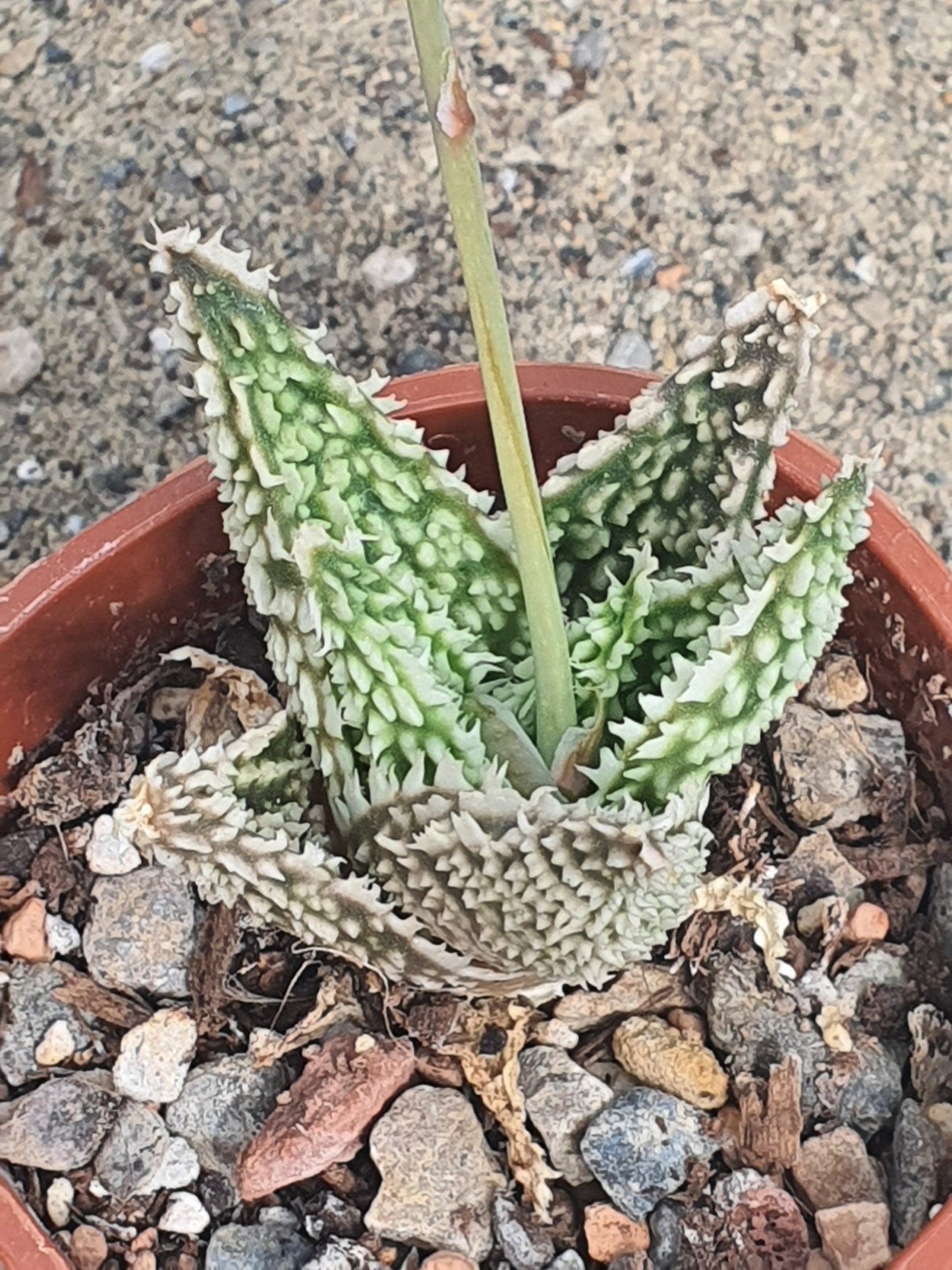 Aloe 'Sugar Crystal' | Hybrid Aloe