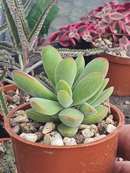 Crassula pubescens 'Stretto' | 🇬🇧 UK grown - UK grown houseplant - Barney Plants