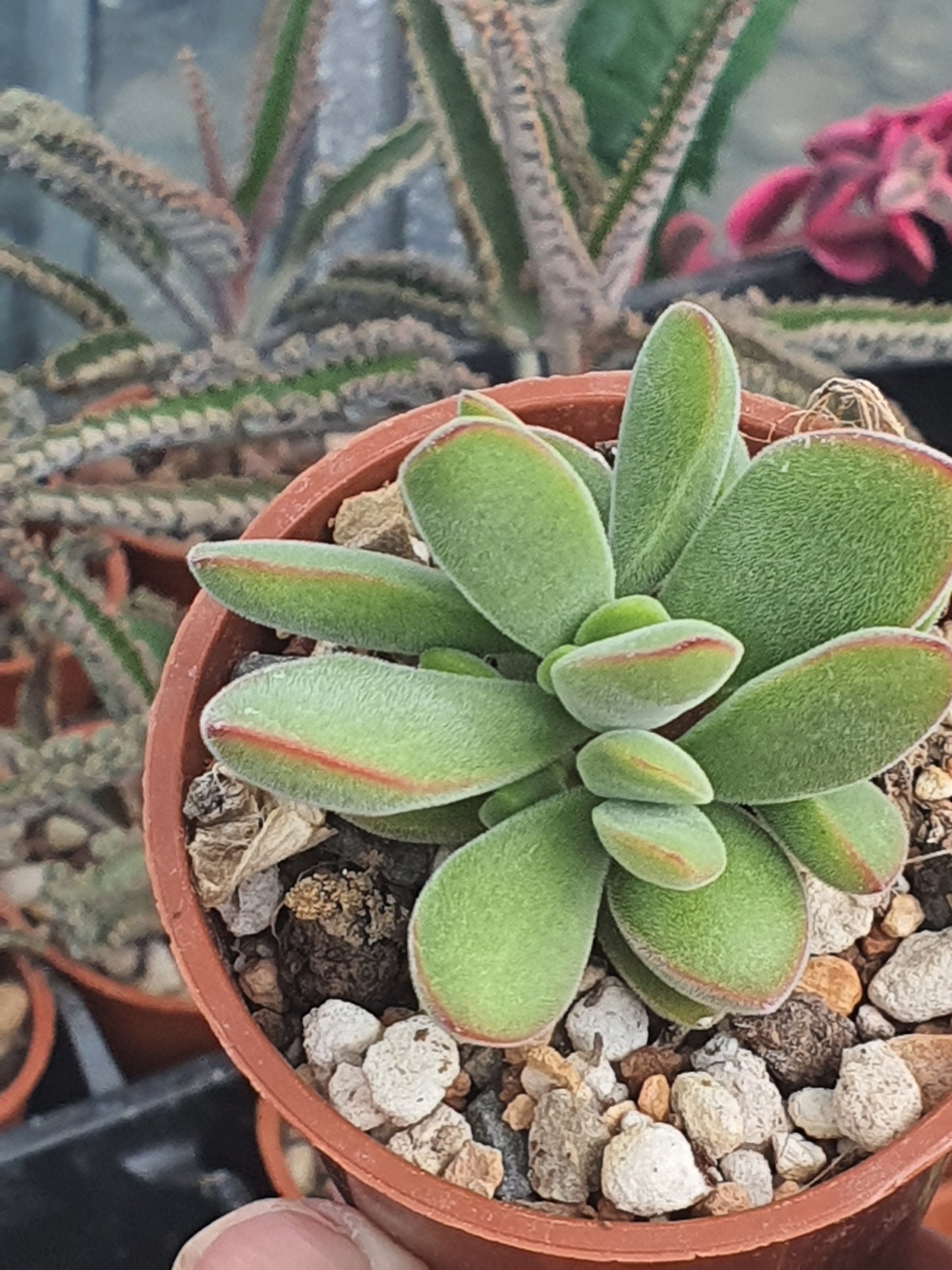 Crassula 'Stretto' | 🇬🇧 UK grown