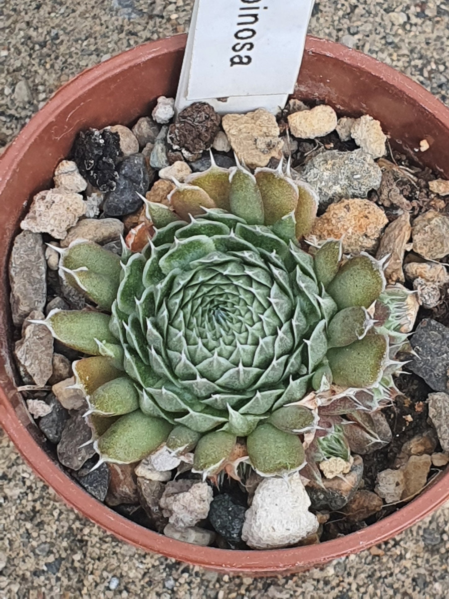 Orostachys spinosa | Succulent