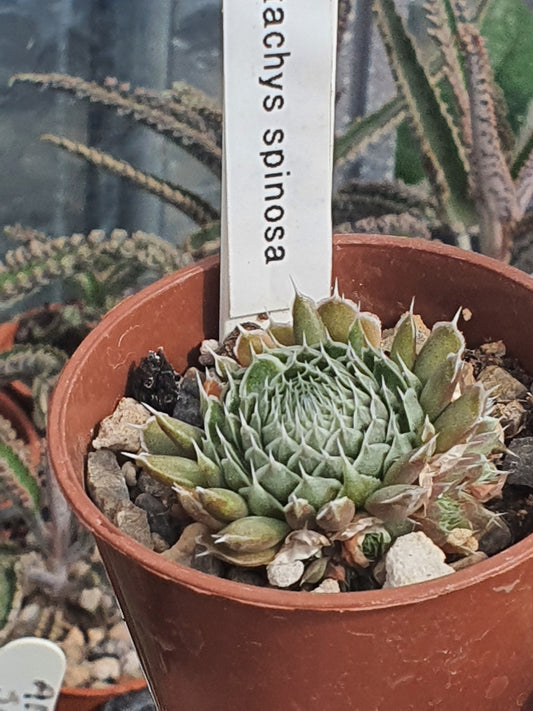 Orostachys spinosa | Succulent - UK grown houseplant - Barney Plants