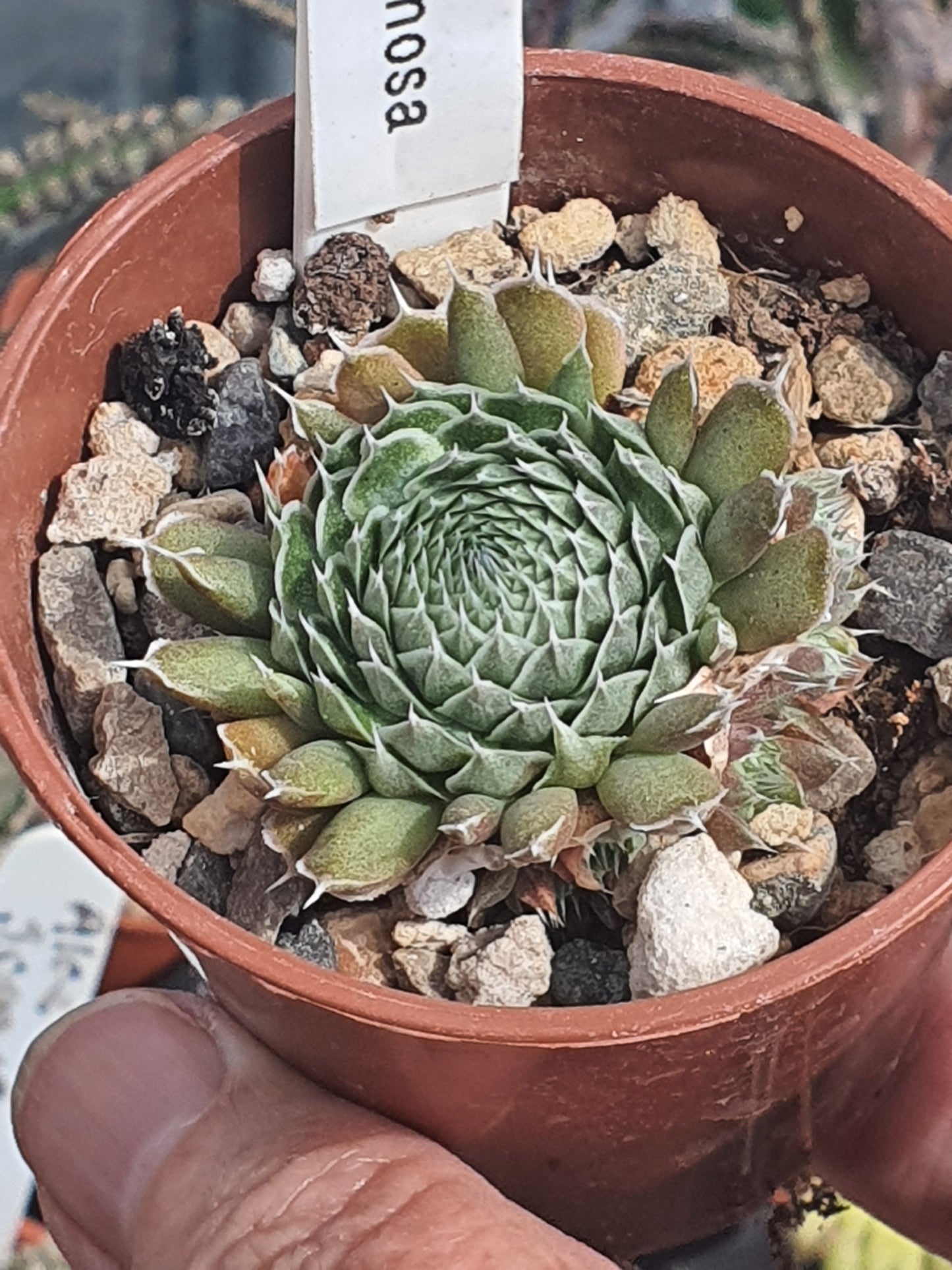 Orostachys spinosa | Succulent