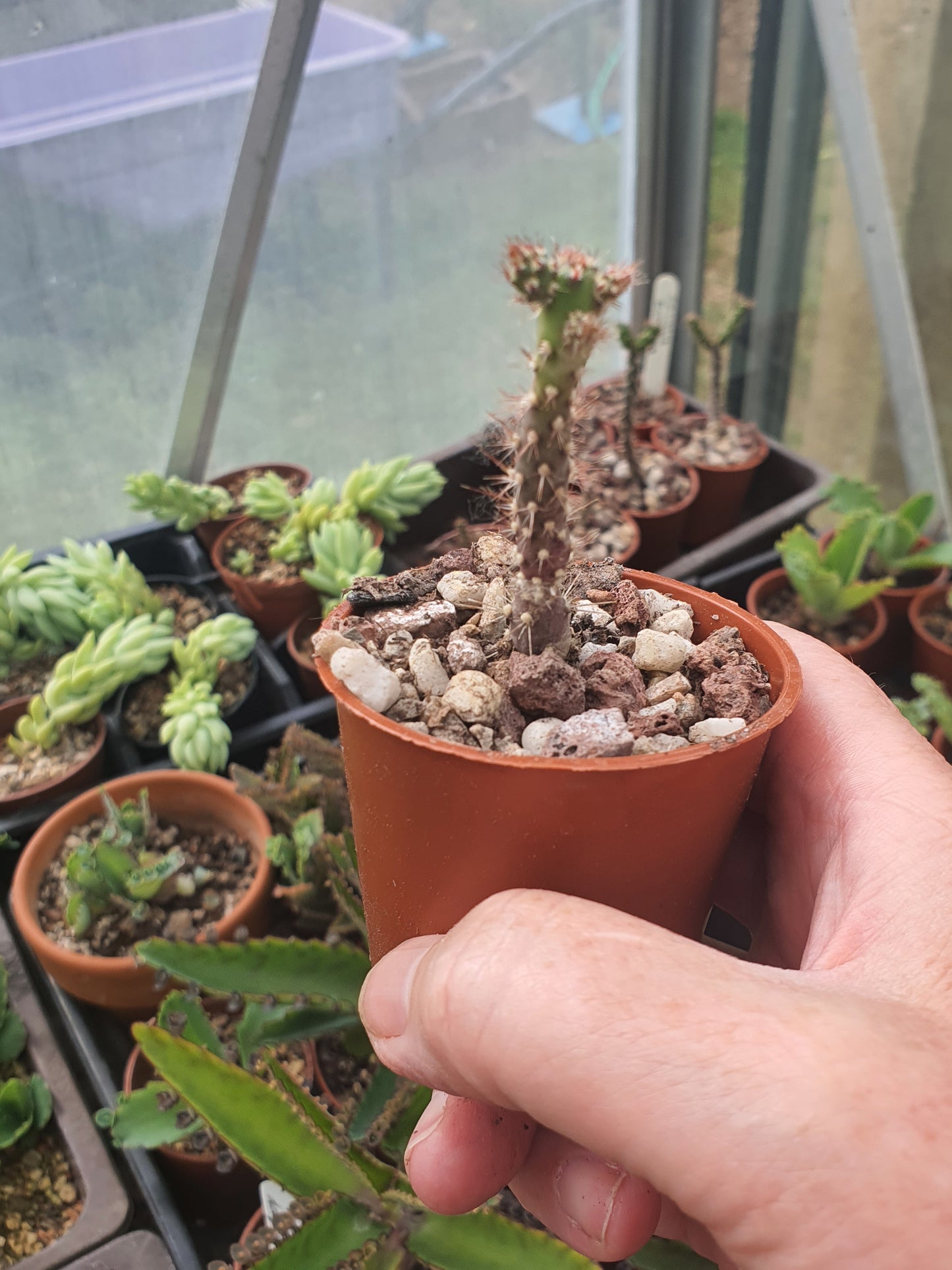 Optunia salmiana | Austrocylindropuntia | 🇬🇧 UK grown | Cacti