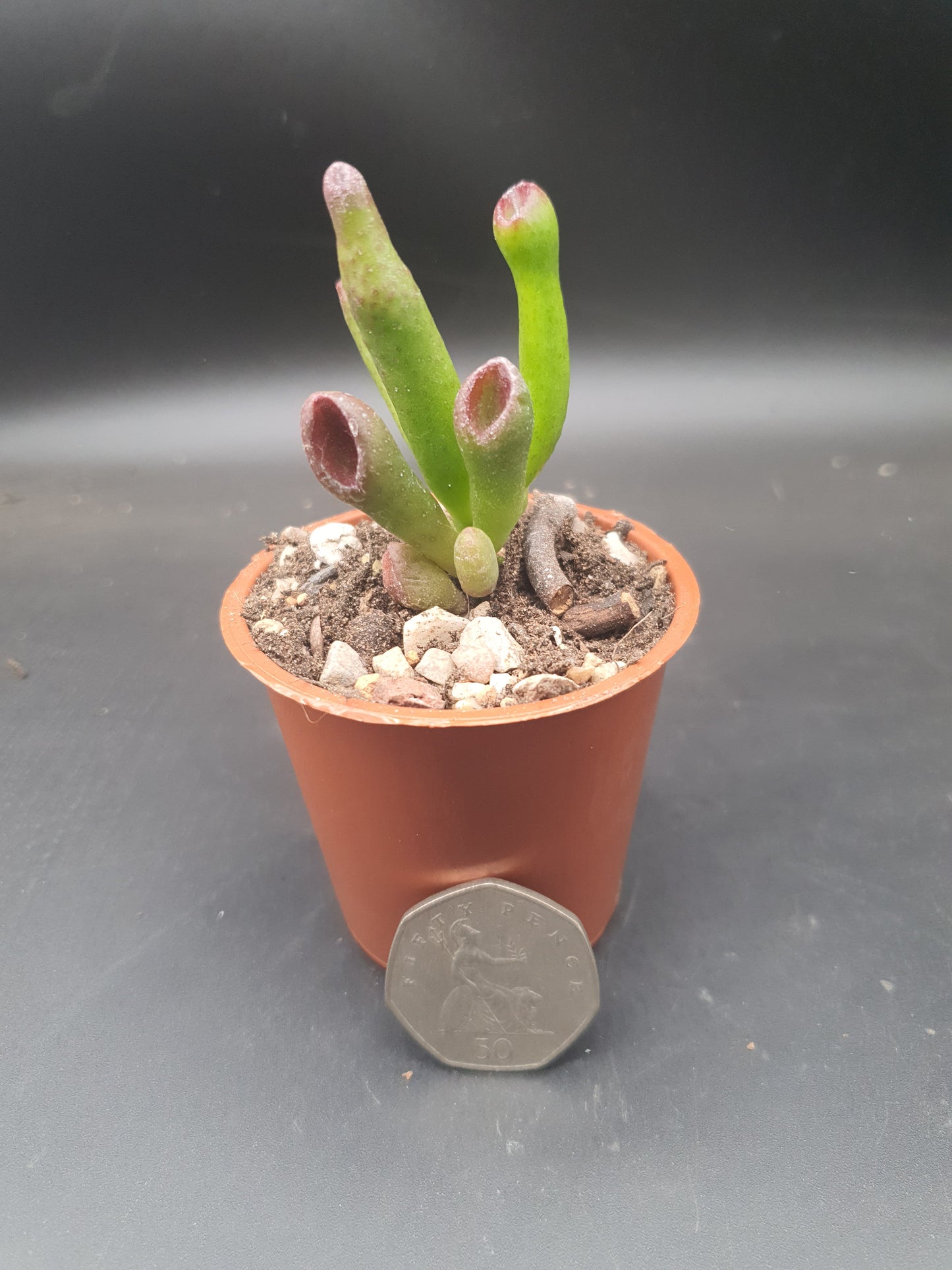 Crassula ovata 'Gollum' / Gollum Jade - UK Grown 🇬🇧