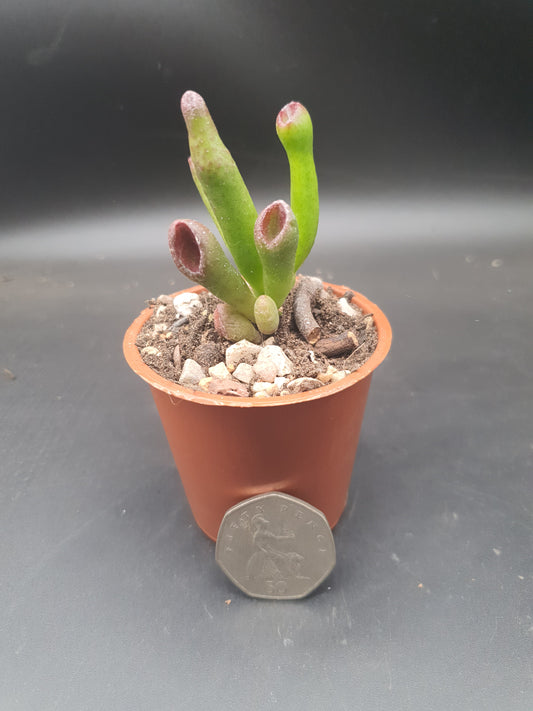 Crassula ovata  'Gollum' / Gollum Jade - UK Grown 🇬🇧