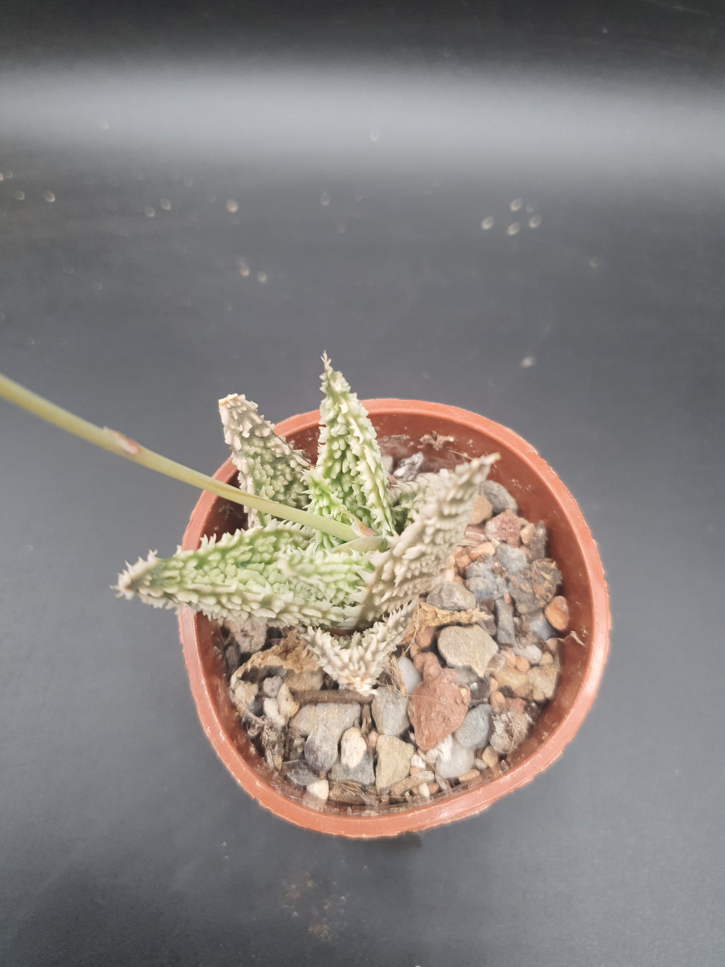 Aloe 'Sugar Crystal' | Hybrid Aloe