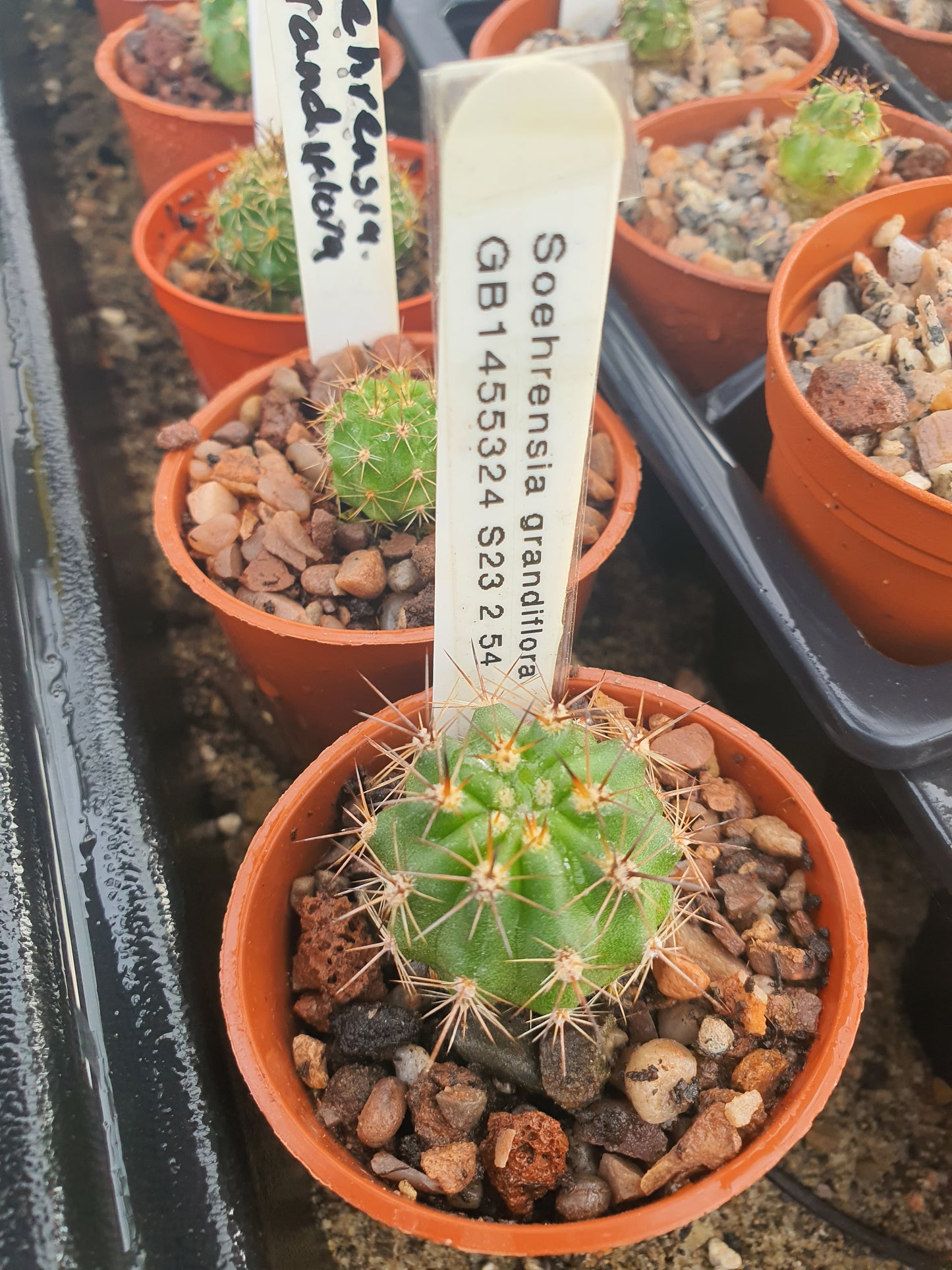 Melocactus azureus subs.ferrophilus-Turk's Cap Cactus- Rarer sub species