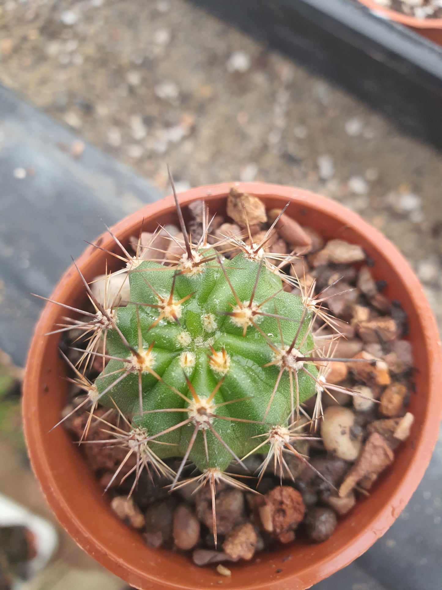 Melocactus azureus subs.ferrophilus-Turk's Cap Cactus- Rarer sub species