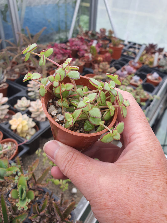 Crassula pellucida (Riebeek East) - UK grown houseplant - Barney Plants
