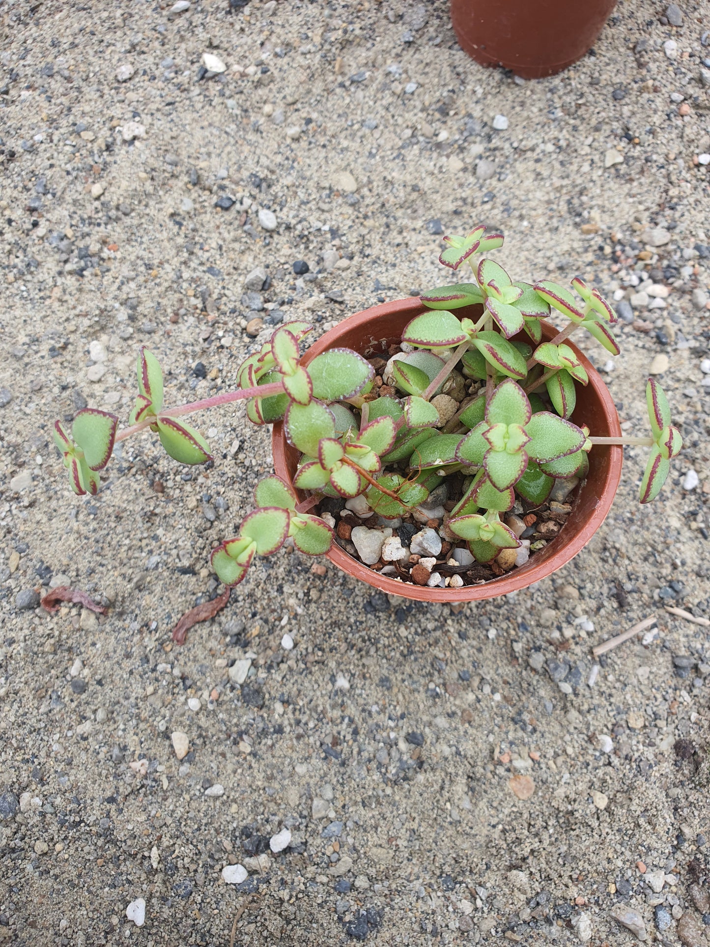 Crassula pellucida (Riebeek East)