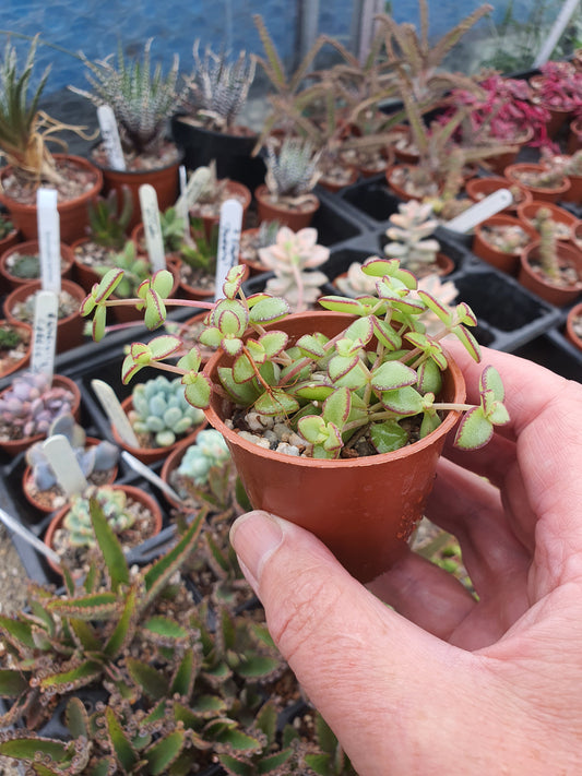 Crassula pellucida (Riebeek East)